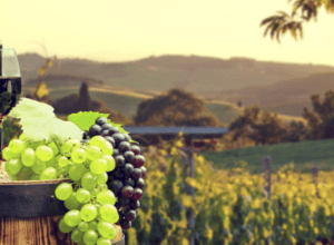 Vibrant green and purple grapes at a Pahrump winery vineyard during sunset, highlighting the rich wine culture and scenic beauty of Pahrump wineries.